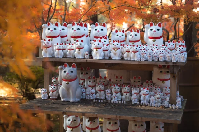 Rows of lucky cats, Fiery leaves whisper behind— Autumn's warm embrace.ラックの猫、 後ろに囁く燃える葉、 秋の温もり。#manekineko #autumnvibes #japanbeauty #fieryleaves #culturalrichness #serenescapes #offbeatjapan #japan