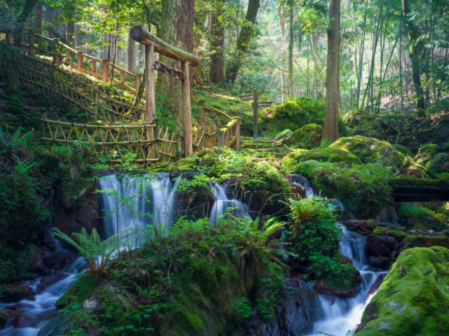 Moss blooms in soft green, Whispers of water cascade, Bridge hugs nature's grace. ---苔が柔らかく咲く、 水のささやきが流れ、 橋は自然の優雅さを抱く。 ---#SereneJapan #NatureHarmony #MossyForest #WaterfallWhispers #JapaneseBridge #offbeatjapan #japan