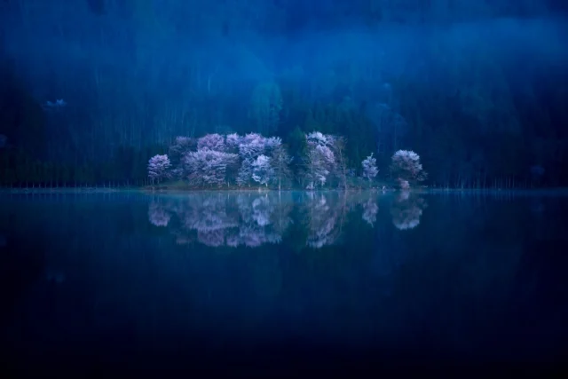 Cherry blossoms sway, Mirror dances with colors— Twilight whispers blue.桜舞う 鏡に踊る色— 囁く蒼#cherryblossom #hanami #japanlake #mistyforest #serenity #offbeatjapan #japan